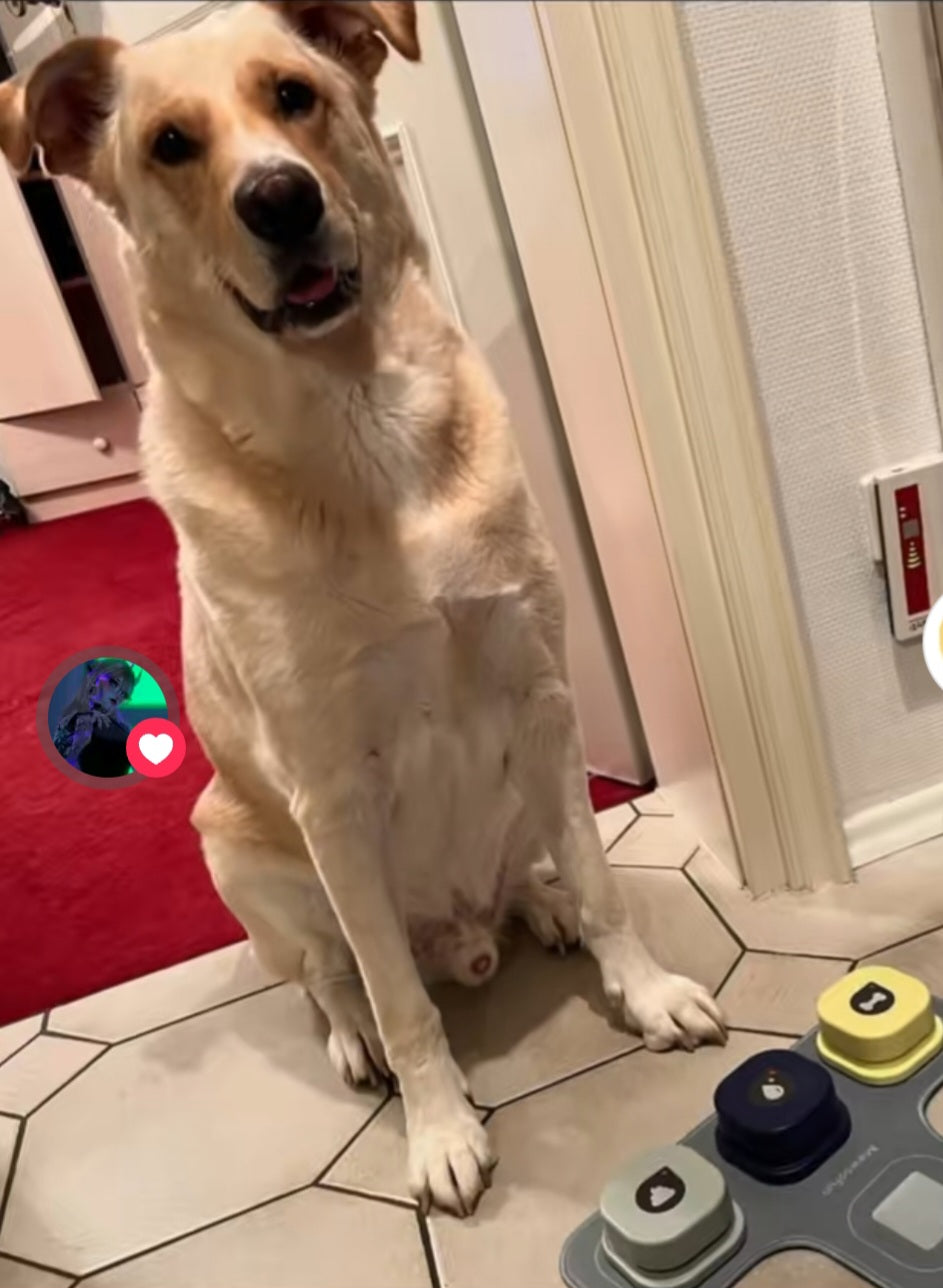 Sprachknöpfe für Hunde