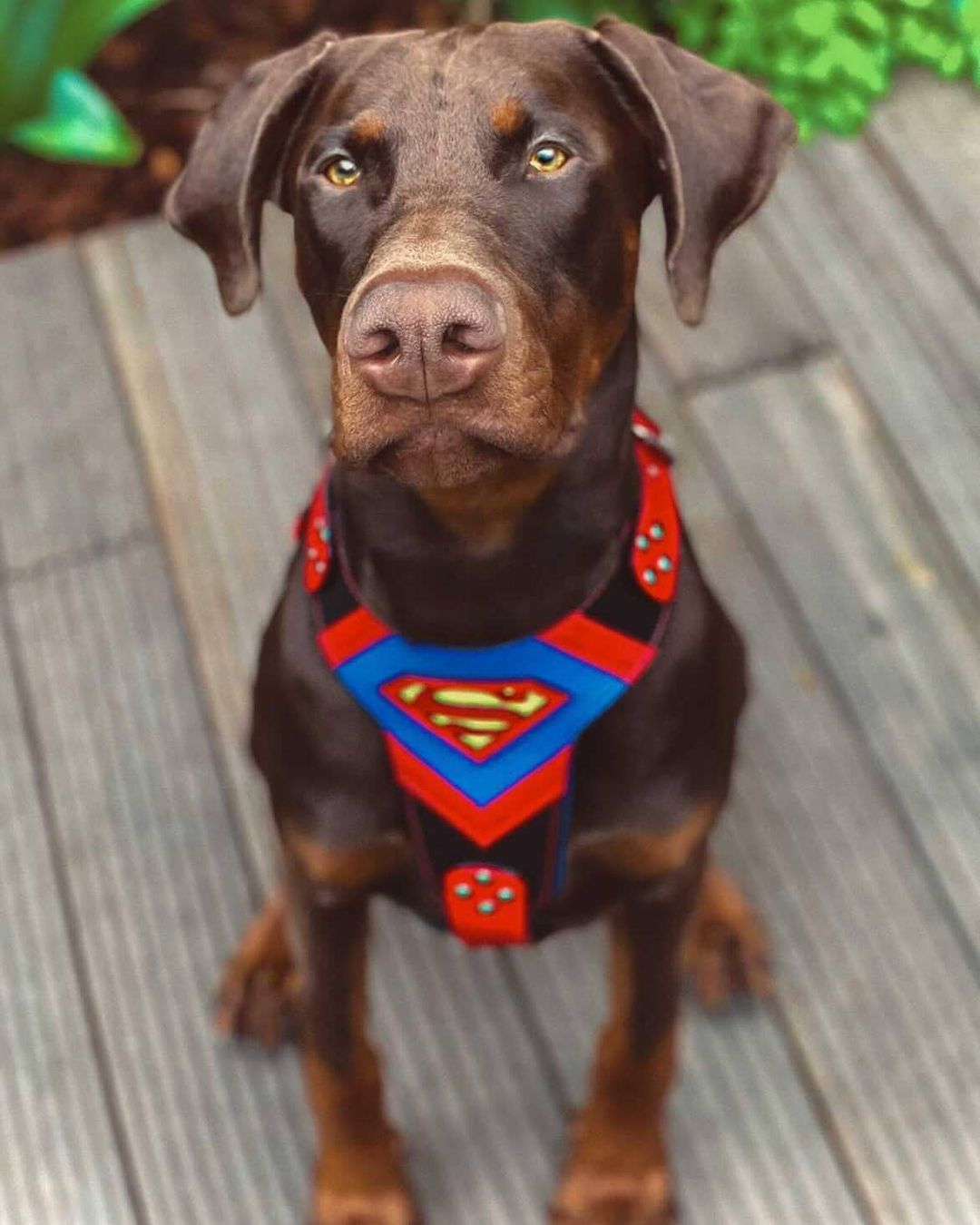 Superdog Hundegeschirr