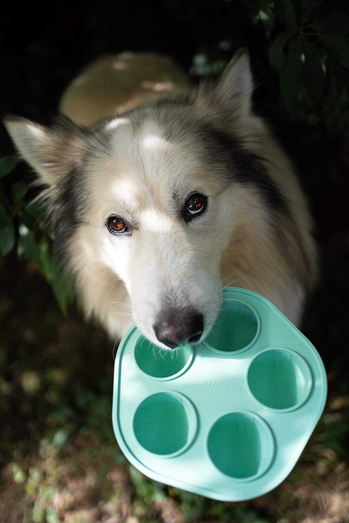 Hundesmoothie