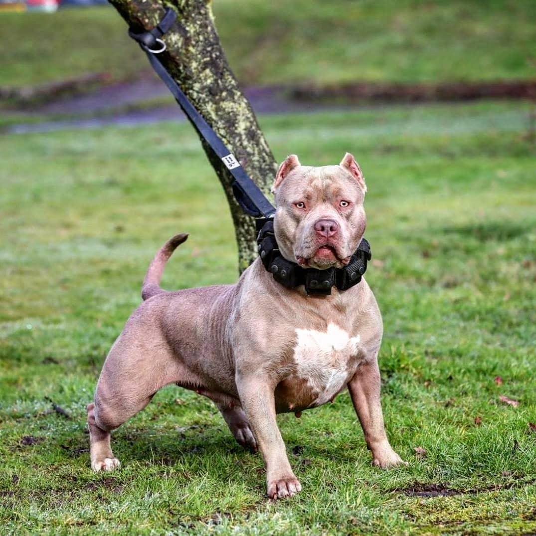 Gewichtetes Trainingshalsband für große Hunde – 5 lbs